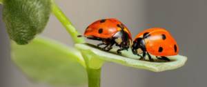 Coccinelles