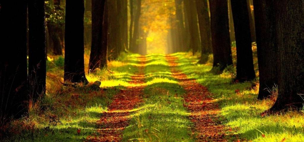 Forêt