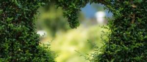 Ouverture dans une haie en forme de coeur