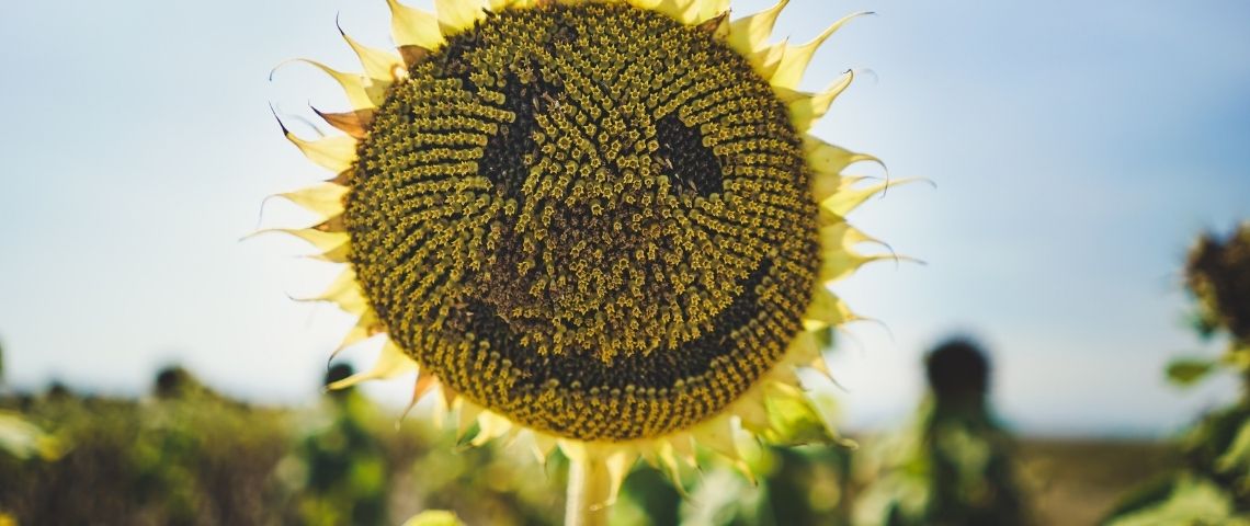 Marketing éthique : comment éviter le greenwashing et s’engager véritablement Marketing éthique : comment éviter le greenwashing et s’engager véritablement