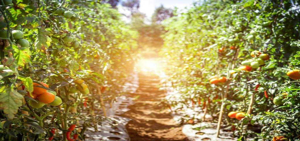 Exploitation fruitière