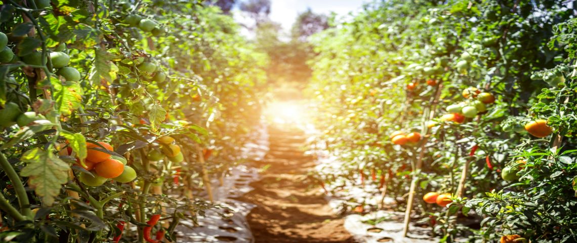 Parce que les consommateurs veulent pouvoir acheter des produits au plus près de chez euxCarrefour lance son engagement « Kilomètre zéro » au profit des producteurs locaux Exploitation fruitière