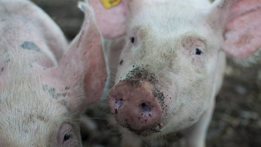 Cochon