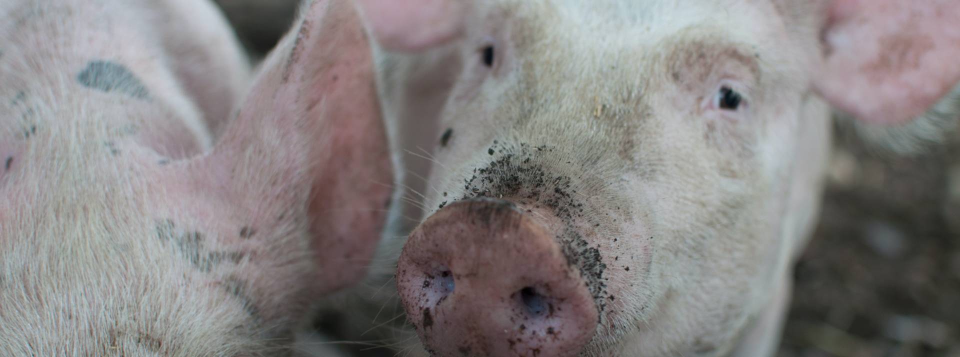 Fleury Michon poursuit ses engagements dans les filières de qualité avec la « filière française d’éleveurs engagés » Cochon