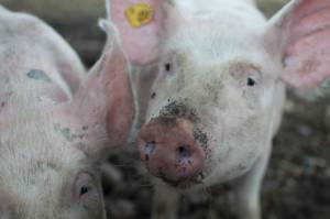 Cochon