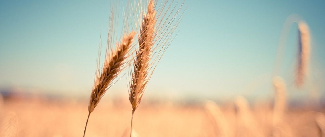 Kellogg France dévoile sa nouvelle marque employeur pour recruter et fidéliser ses talents Champ de blé