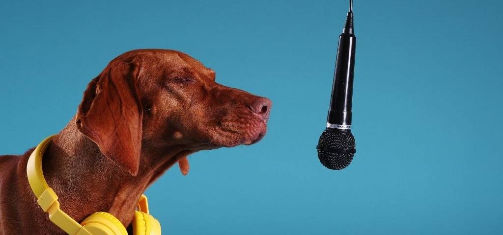 Chien devant un micro