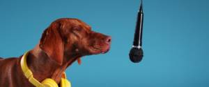 Chien devant un micro