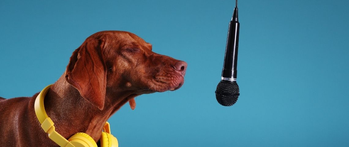 tails.com, leader britannique de l’alimentation sur mesure pour chiens, sort Raise the woof, la première chanson de noël pour les chiens Chien devant un micro