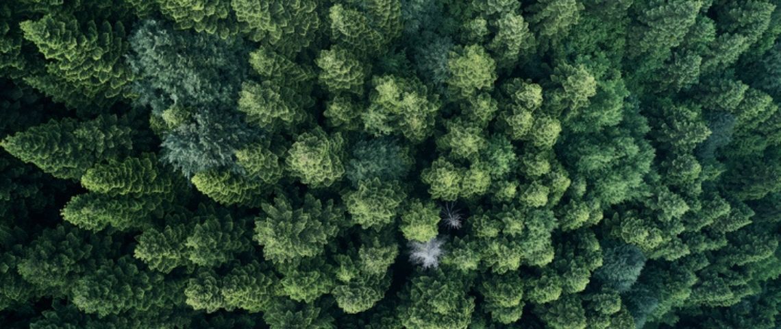 5 points pour communiquer autrement Une forêt de sapin vue du ciel