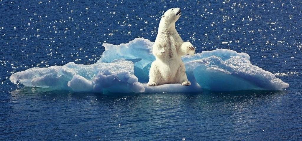 Ours polaire sur un iceberg dérivant