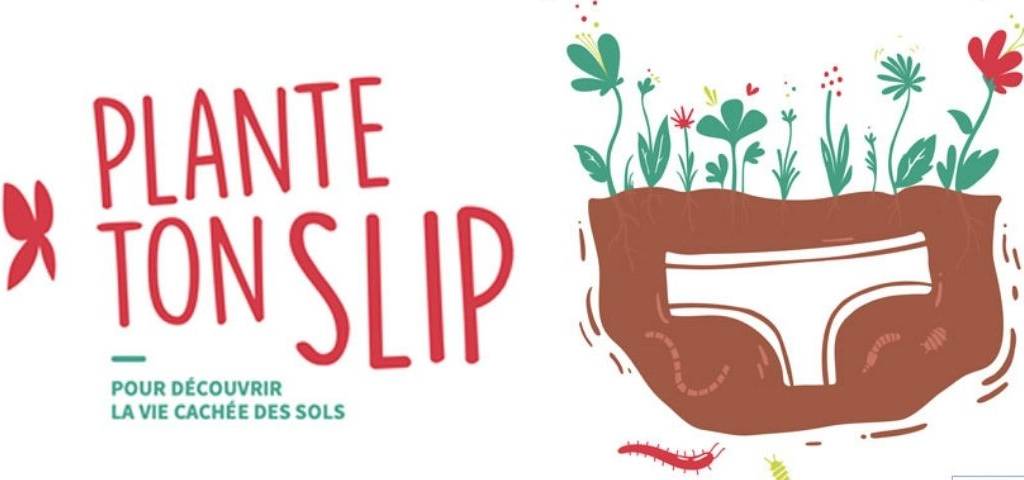 Affiche de l'opération  - plante ton slip - 