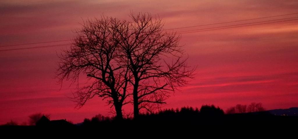 Un arbre devant un ciel rose
