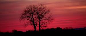 Un arbre devant un ciel rose