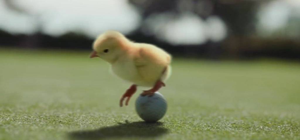 Poussin sur un oeuf