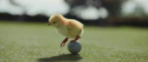 Poussin sur un oeuf
