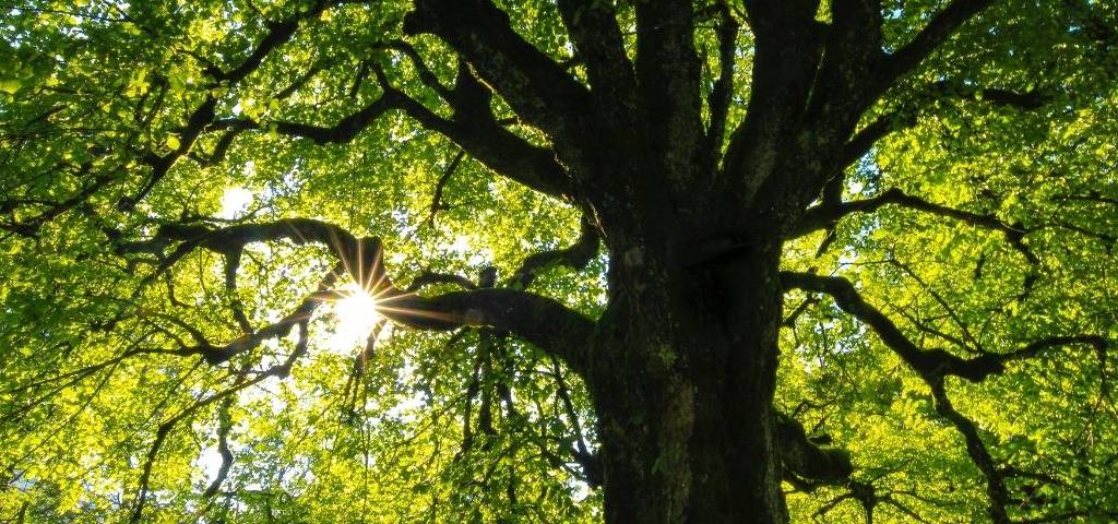 Arbres
