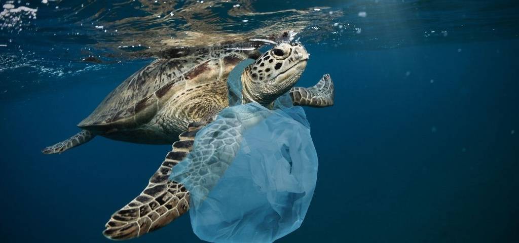 Tortue avec un sac plastique autour du cou