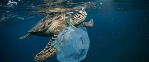 Tortue avec un sac plastique autour du cou
