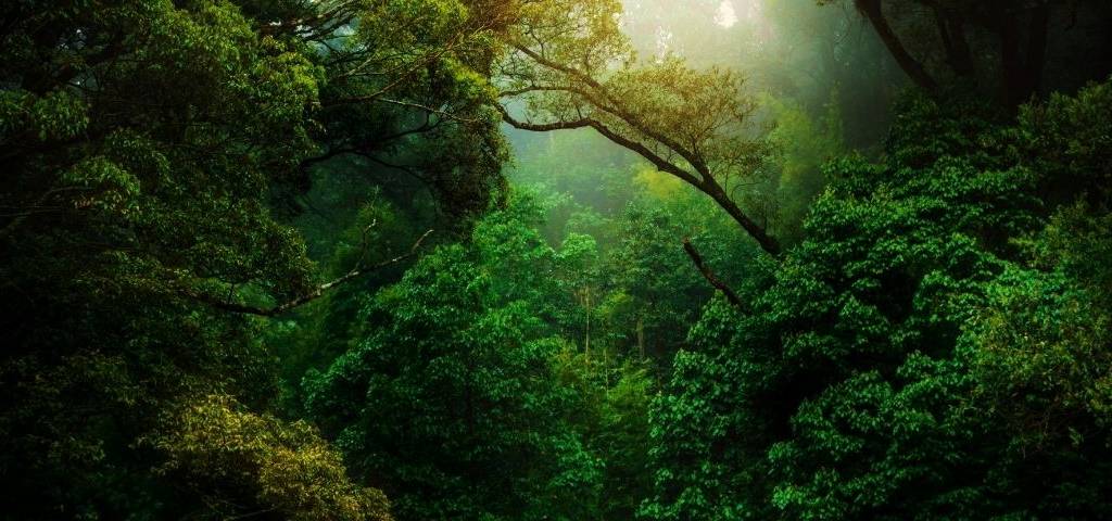 Une forêt dense