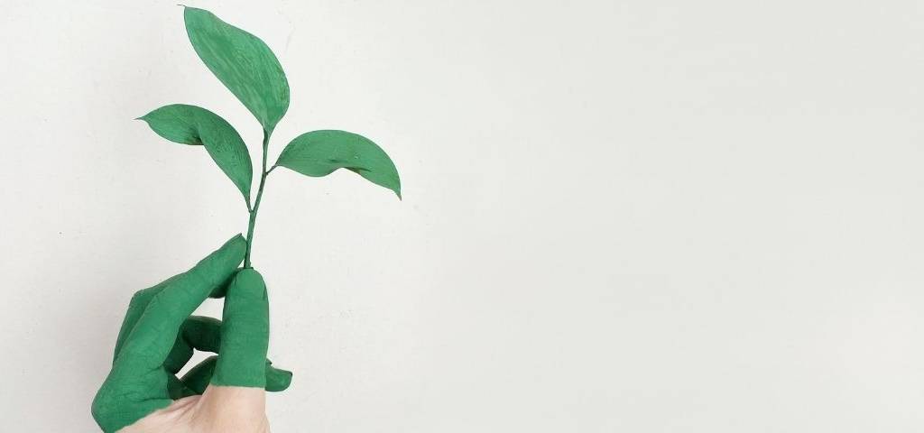 Main tenant une petite plante