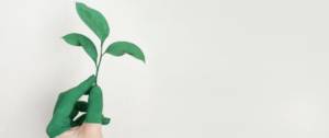 Main tenant une petite plante
