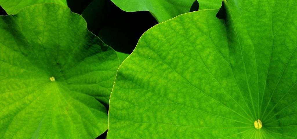 Nénuphar