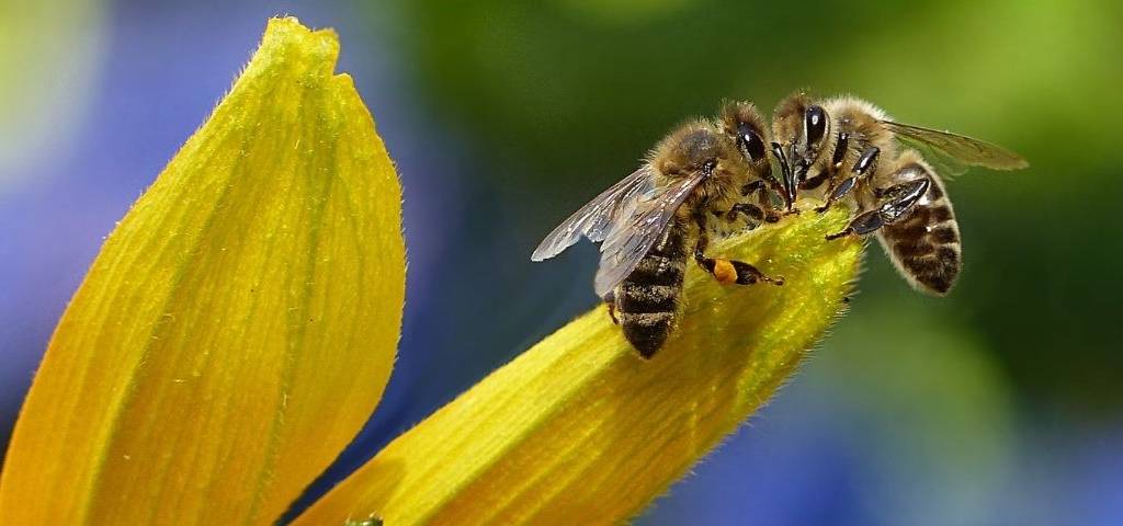 2 abeilles butinant une fleur jaune