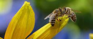 2 abeilles butinant une fleur jaune