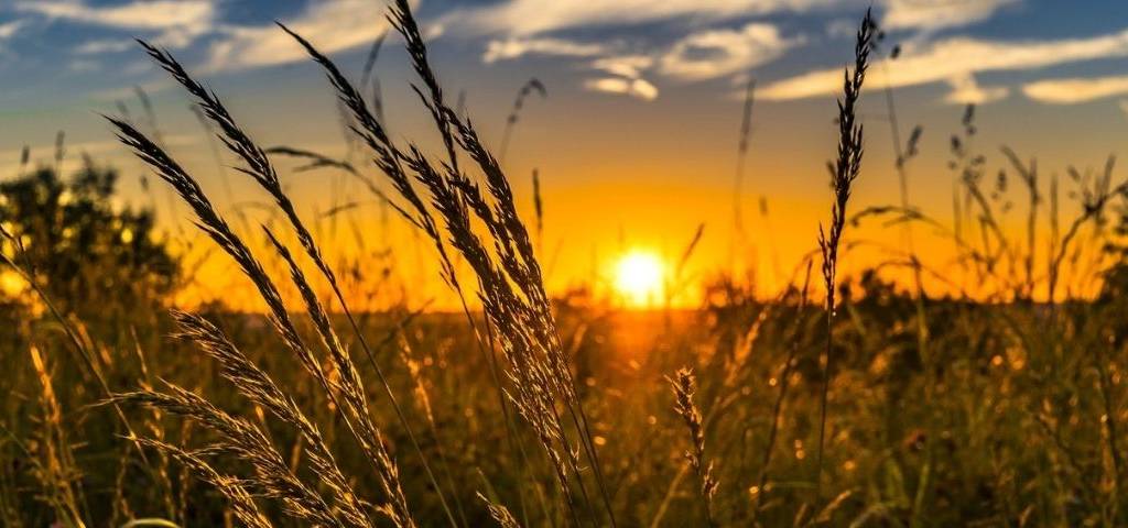Couché de soleil sur un champs de blé