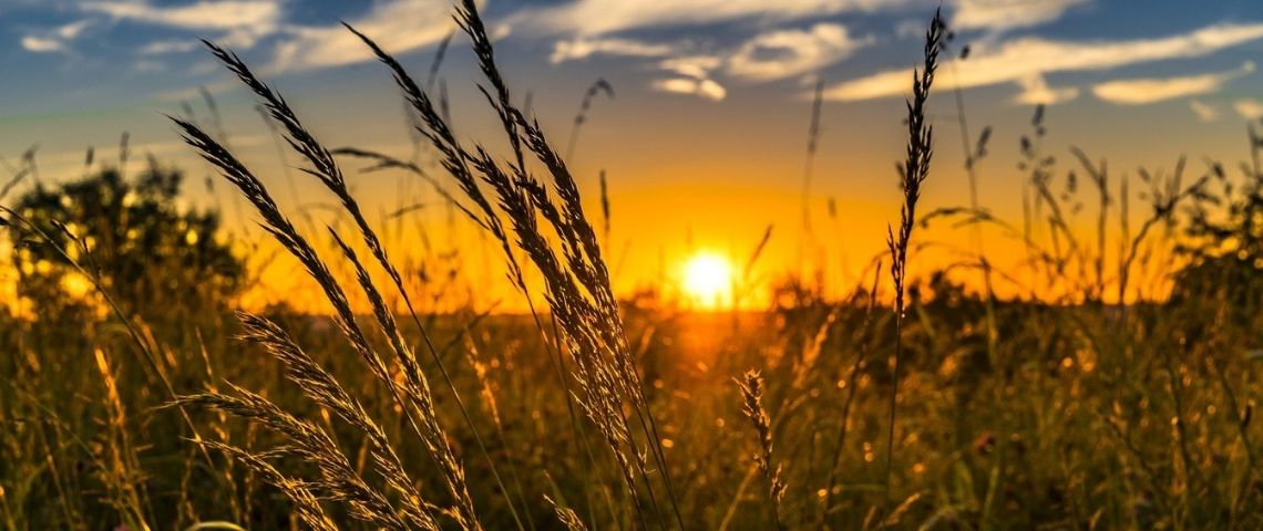 La Fondation Carrefour et Carmila lancent un appel à projets pour récompenser les initiatives des associations en faveur de la transition alimentaire Couché de soleil sur un champs de blé