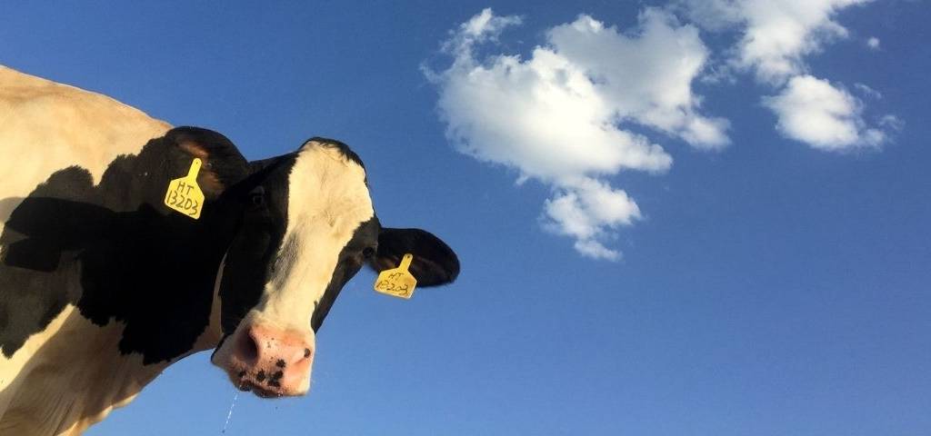 Vache
