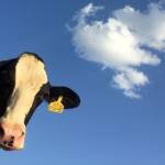 Vache
