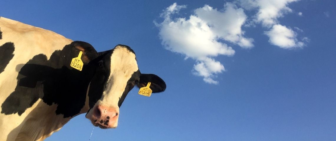 Carrefour s'engage à rémunérer plus justement les producteurs de lait via sa  - Filière Qualité -  Vache