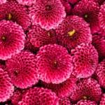 Fleurs roses