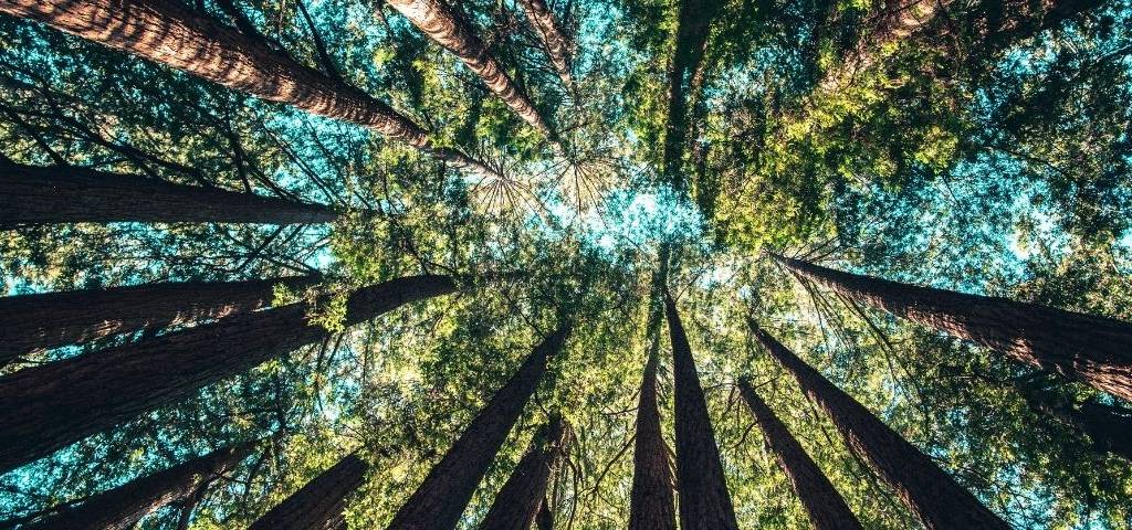 Des arbres et le ciel