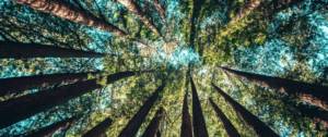 Des arbres et le ciel