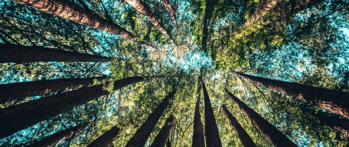 « La communication des marques peut encourager les comportements écoresponsables » Des arbres et le ciel