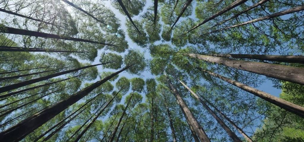 Forêt