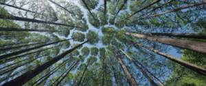 Forêt