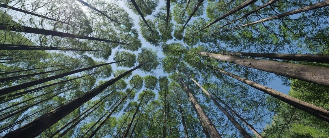 Carbo est une application web permettant d’accélérer l’éducation des Français autour de leur consommation énergétique. Forêt