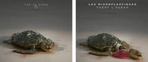 A gauche une tortue, à droite une tortue décapitée