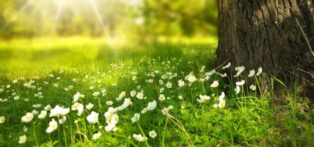 Prairie en fleur