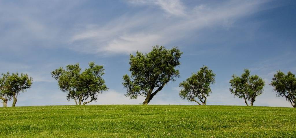Arbres