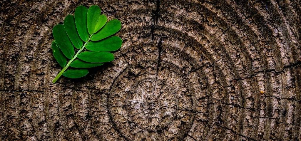 Souche d'un tronc d'arbre avec une feuille verte posée dessus