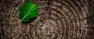 Souche d'un tronc d'arbre avec une feuille verte posée dessus