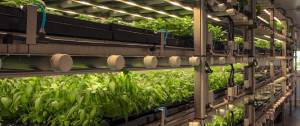 Ferme verticale