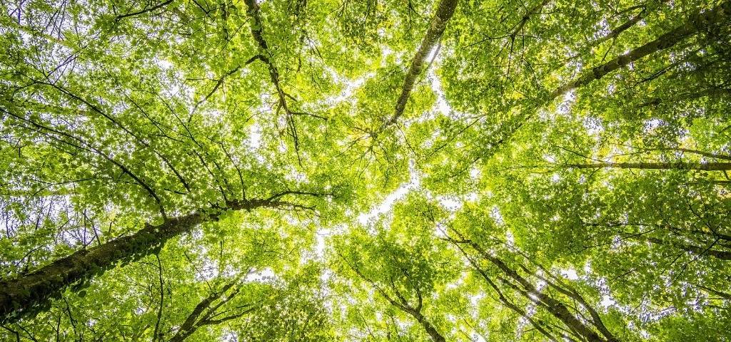DisMoi permet à éthi’Kdo de diffuser un message sur des milliers de pages web concurrentes en même temps, au moment même où les internautes les consultent. Arbre