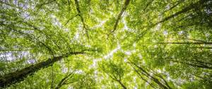 Arbre