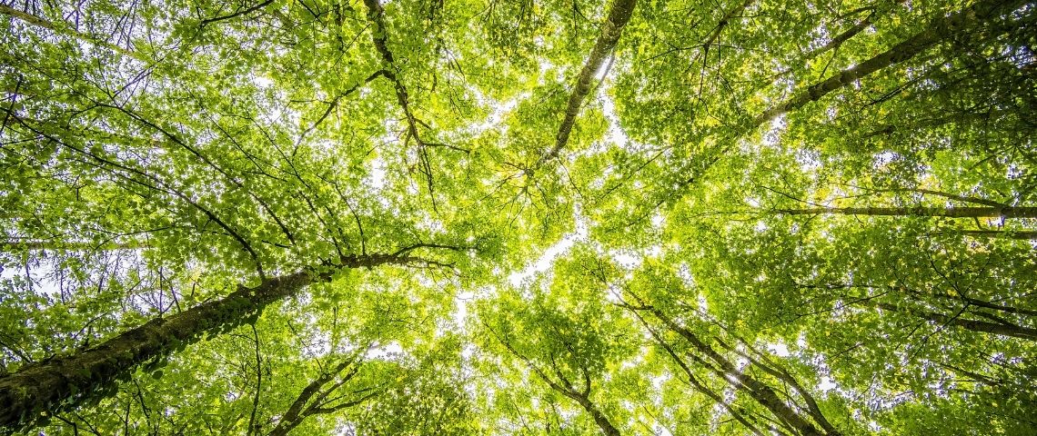 DisMoi permet à éthi’Kdo de diffuser un message sur des milliers de pages web concurrentes en même temps, au moment même où les internautes les consultent. Arbre
